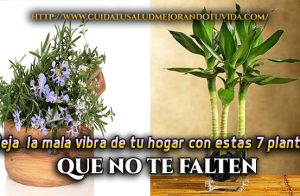 plantas que alejan las malas vibras, mala suerte y envidia de tu hogar