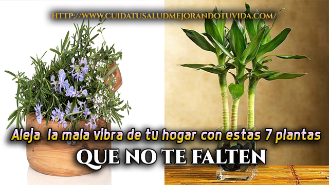 plantas que alejan las malas vibras, mala suerte y envidia de tu hogar