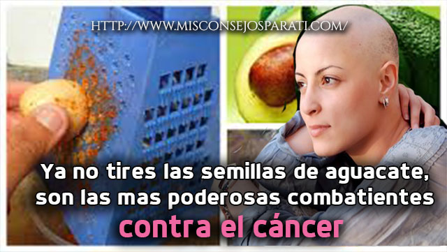 Ya no tires las semillas de aguacate, son las mas poderosas combatientes contra el cáncer