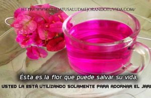 Ésta es la flor que puede salvar su vida, y usted la está utilizando solamente para adornar el jardín