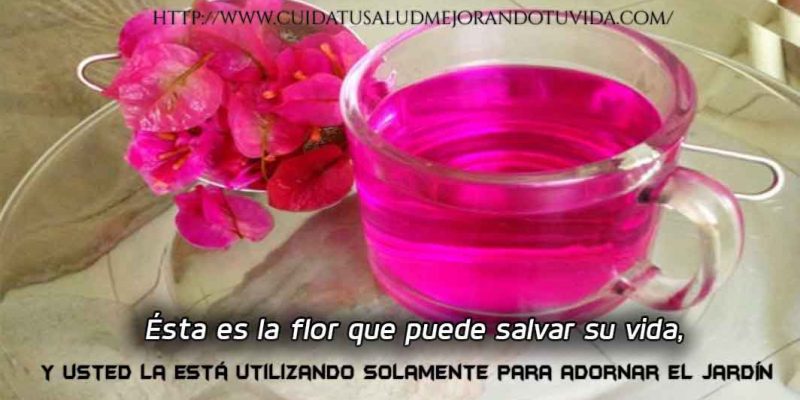 Ésta es la flor que puede salvar su vida, y usted la está utilizando solamente para adornar el jardín