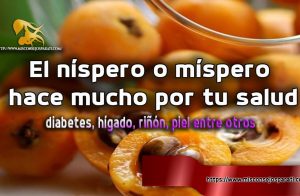 El níspero o míspero hace mucho por tu salud, diabetes, hígado, riñón, piel entre otros