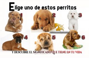 Escoge un perrito tiene un bello mensaje para ti.