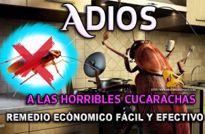 Formula para deshacerte de las molestas cucarachas y alguno que otro bicho rastrero.