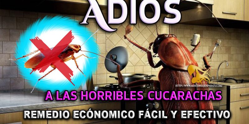 Formula para deshacerte de las molestas cucarachas y alguno que otro bicho rastrero.
