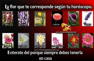 Flores en tu jardín.