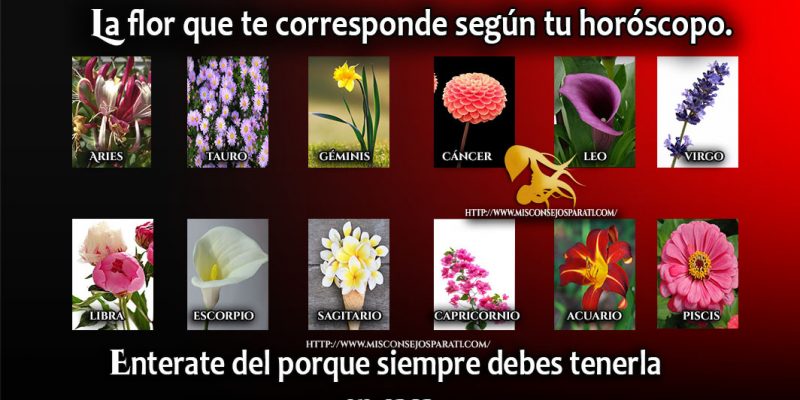 Flores en tu jardín.