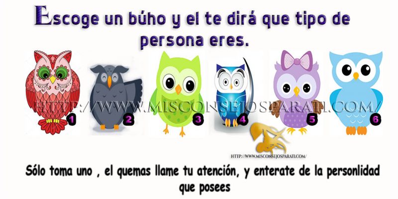 Escoge un búho y el te dirá que tipo de persona eres.