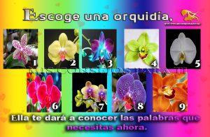 Escoge una orquidía, ella te dará a conocer las palabras que necesitas ahora.