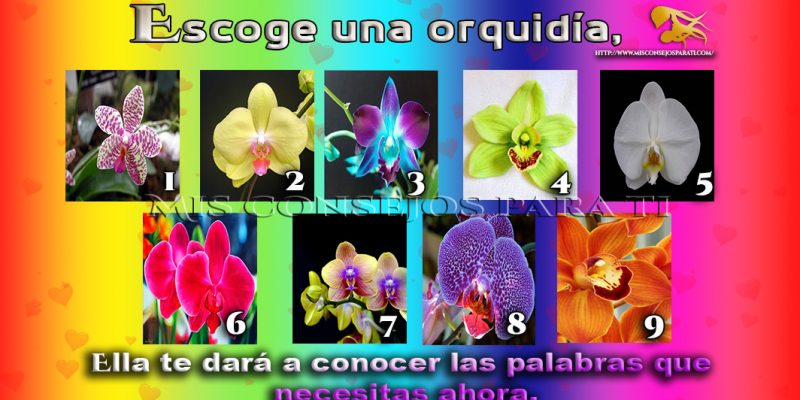 Escoge una orquidía, ella te dará a conocer las palabras que necesitas ahora.