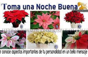 Toma una noche buena, pero elije solo una la que mas te atraiga, ella tiene un mensaje para ti.
