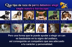 Que tipo de raza de perro debemos elegir según nuestro horóscopo
