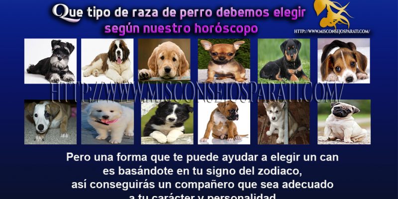 Que tipo de raza de perro debemos elegir según nuestro horóscopo