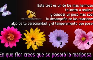 En que flor crees que se posará la mariposa.