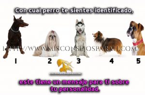 Con cual perro te sientes identificado, este tiene un mensaje para ti sobre tu personalidad.