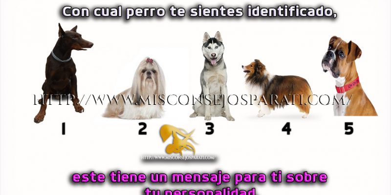 Con cual perro te sientes identificado, este tiene un mensaje para ti sobre tu personalidad.