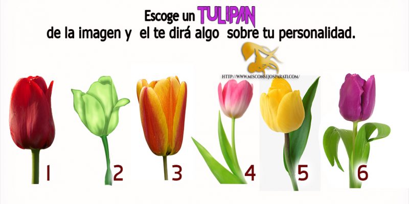 Escoge un tulipán de la imagen y  el te dirá algo  sobre tu personalidad.