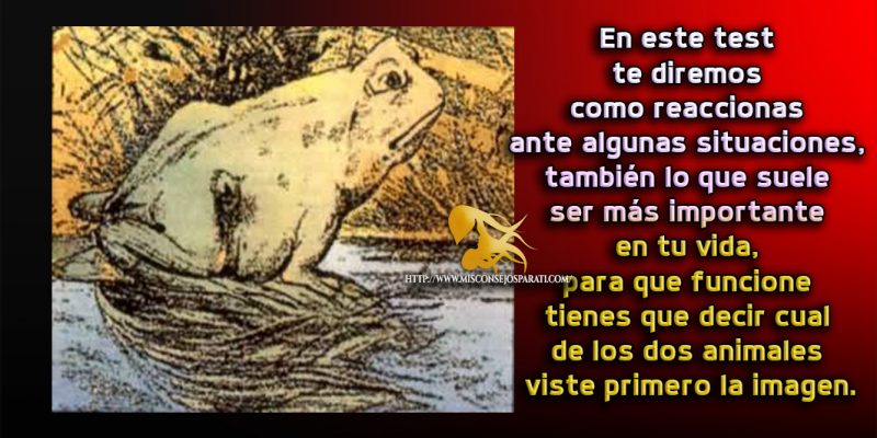 Que animal ves primero.