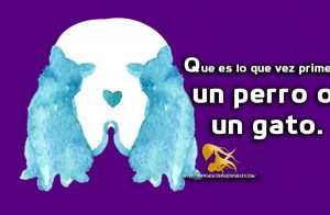 Que es lo que vez primero, un perro o un gato.