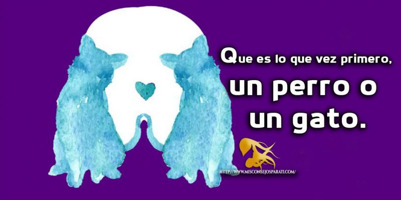 Que es lo que vez primero, un perro o un gato.