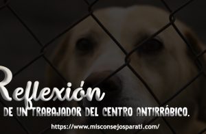 Centro antirrabico, Reflexión.