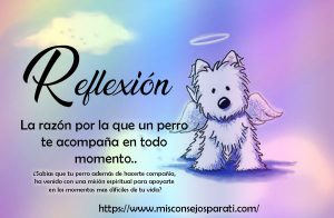 La razón por la que un perro te acompaña en todo momento.