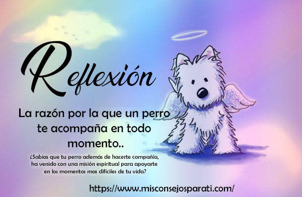 La razón por la que un perro te acompaña en todo momento.
