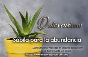 Sábila para la abundancia