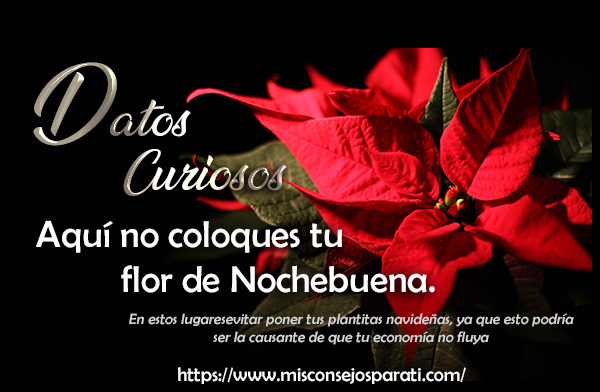 Aquí no coloques tu flor de Nochebuena.