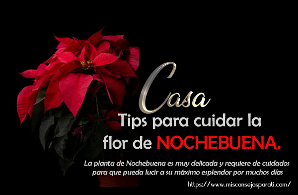 Tips para cuidar la flor de nochebuena.