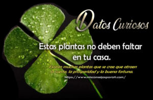 Estas plantas no deben faltar en tu casa.