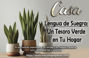 Lengua de Suegra: Un Tesoro Verde en Tu Hogar